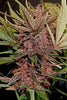 Purple Mazar Auto