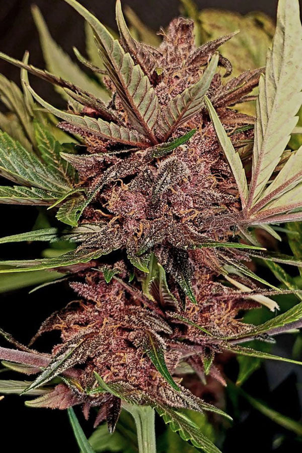Purple Mazar Auto