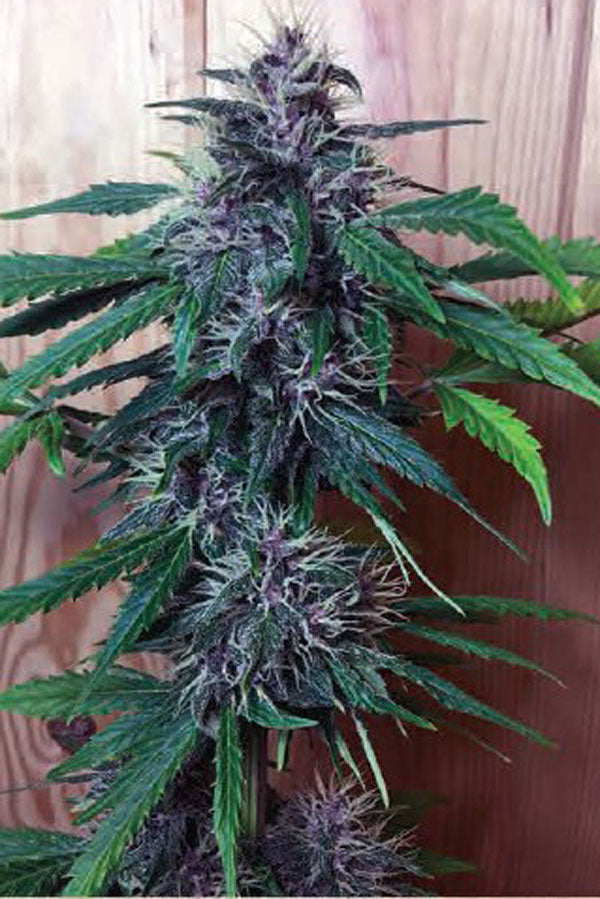 Purple Mazar Auto