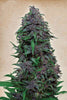 Purple Mazar Auto