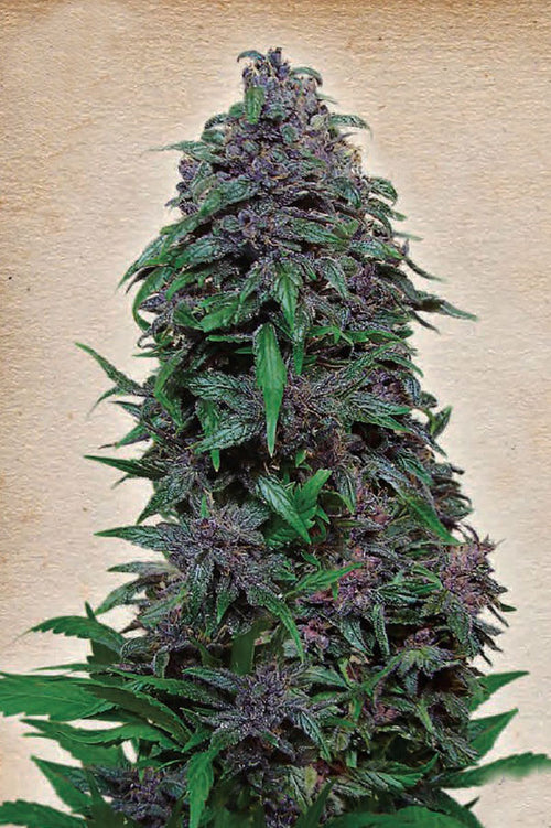Purple Mazar Auto