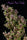 Purple Paro Valley - Mandala Seeds Shop Mandala Seeds