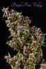 Purple Paro Valley - Mandala Seeds Shop Mandala Seeds