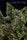 Purple Paro Valley - Mandala Seeds Shop Mandala Seeds