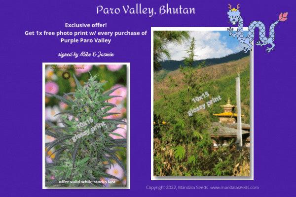 Purple Paro Valley
