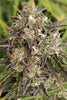Purple Russian Express
