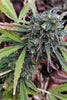Purple Russian Express