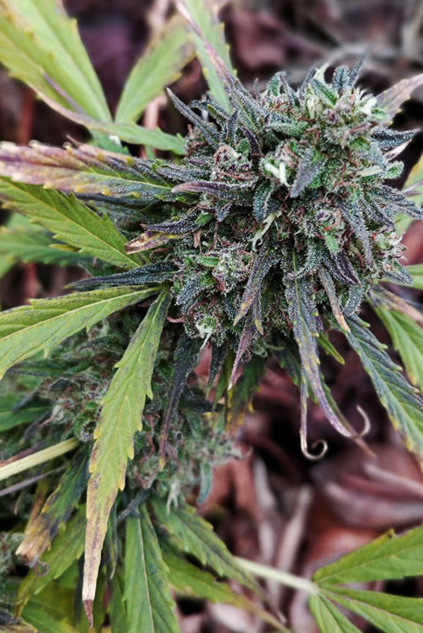 Purple Russian Express