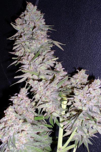 Purple Wreck - Mandala Seeds Shop Reserva Privada