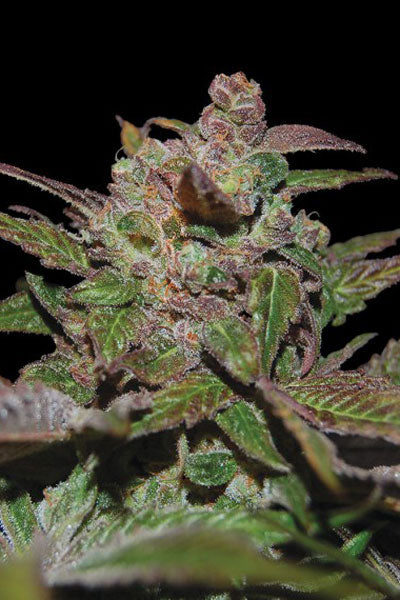 Purple Wreck - Mandala Seeds Shop Reserva Privada