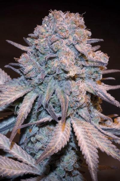 Purple Wreck - Mandala Seeds Shop Reserva Privada