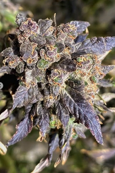 Quetta '23 XXL Purple