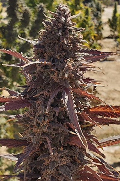 Red Baloch (10 regular seeds) - Mandala Seeds Shop Indian Landrace Exchange