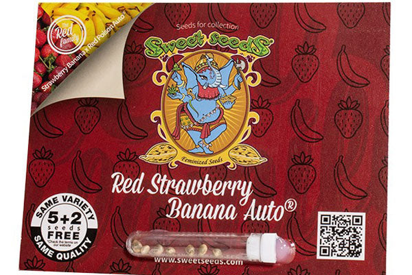 strawberry banana auto seeds Red Strawberry Banana Auto – Mandala Seeds Shop