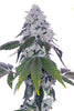 Romscotti cannabis strain on white background