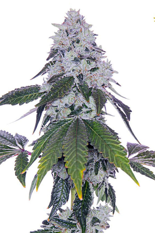 Romscotti cannabis strain on white background