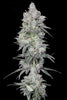 Romulan "BX1" - Mandala Seeds Shop Romulan Genetics