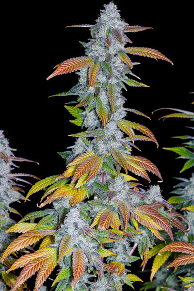 Romulan (IX2)