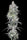 Romulan "BX1" - Mandala Seeds Shop Romulan Genetics