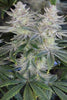 Romulan "BX1" - Mandala Seeds Shop Romulan Genetics