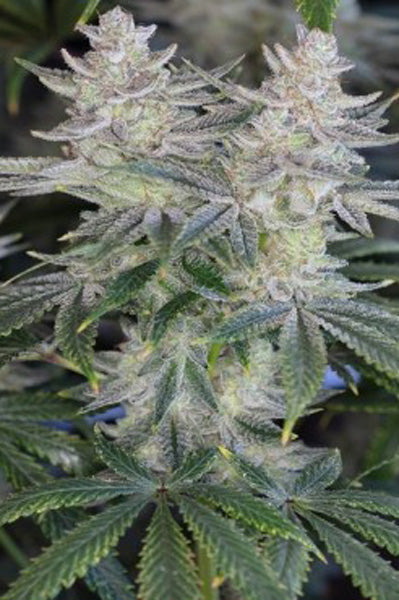 Romulan "BX1" - Mandala Seeds Shop Romulan Genetics