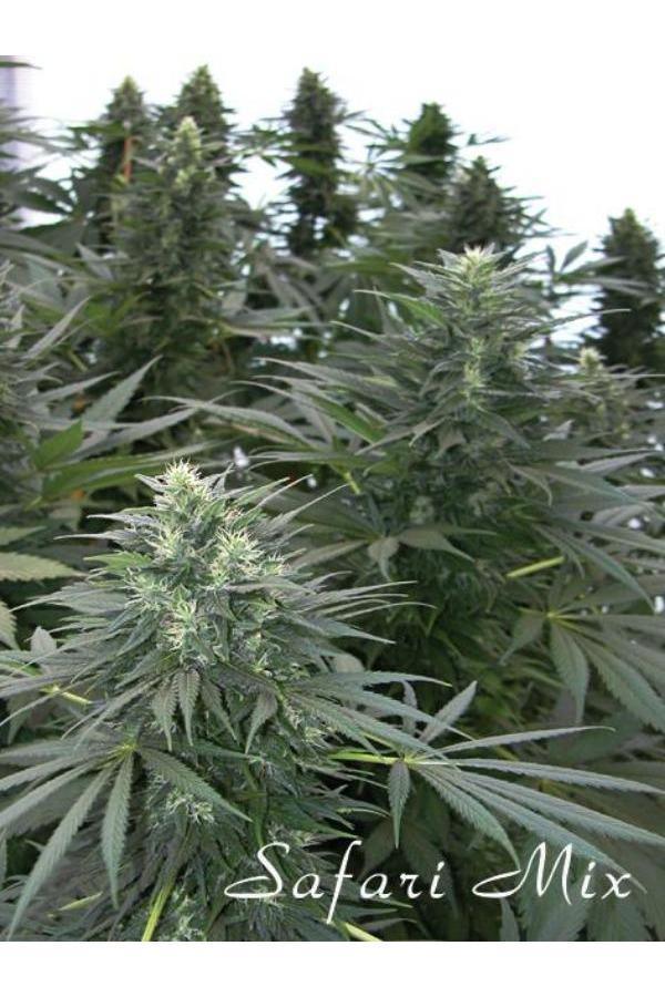 Safari Mix - Mandala Seeds Shop Mandala Seeds