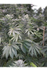 Safari Mix - Mandala Seeds Shop Mandala Seeds