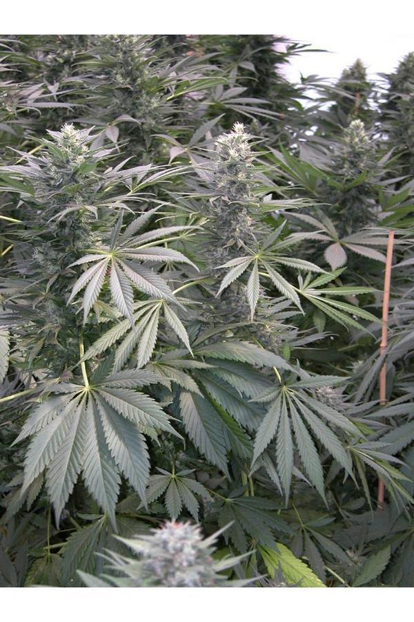 Safari Mix - Mandala Seeds Shop Mandala Seeds