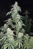 Sageberry Auto