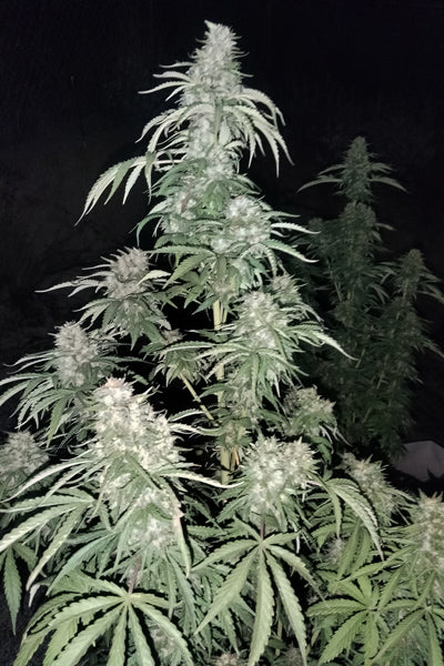 Sageberry Auto
