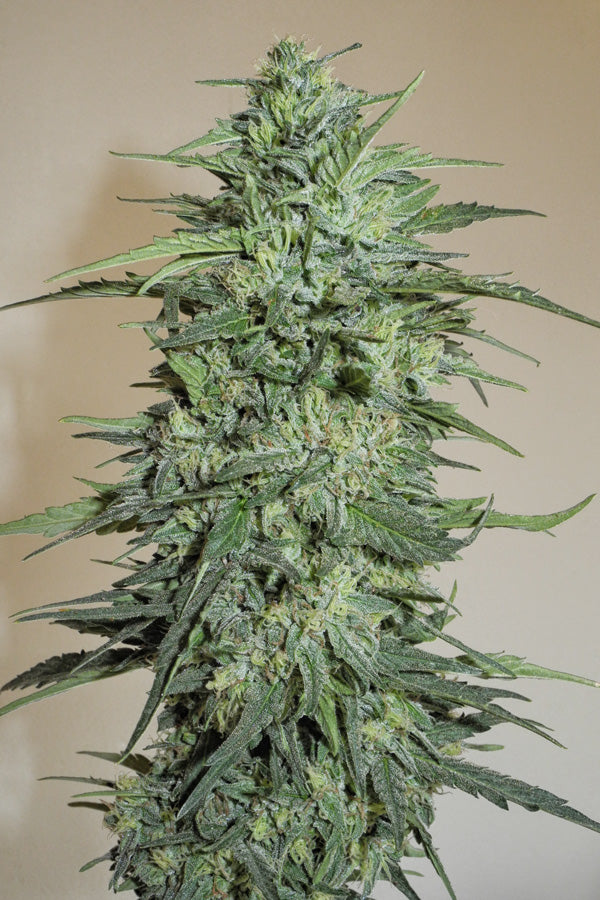 Sageberry Auto