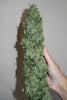 Sageberry Auto