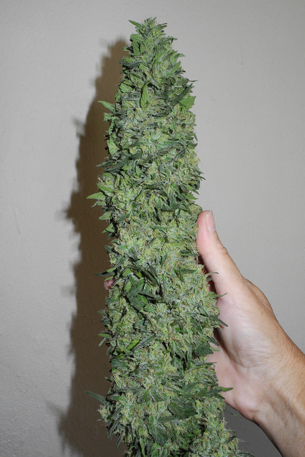 Sageberry Auto