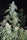 Sageberry Auto