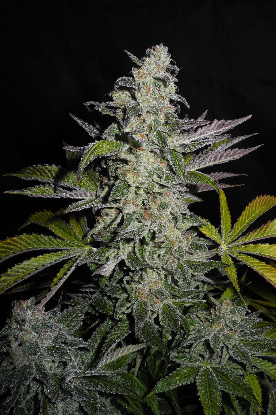 Mandala Seeds Shop
