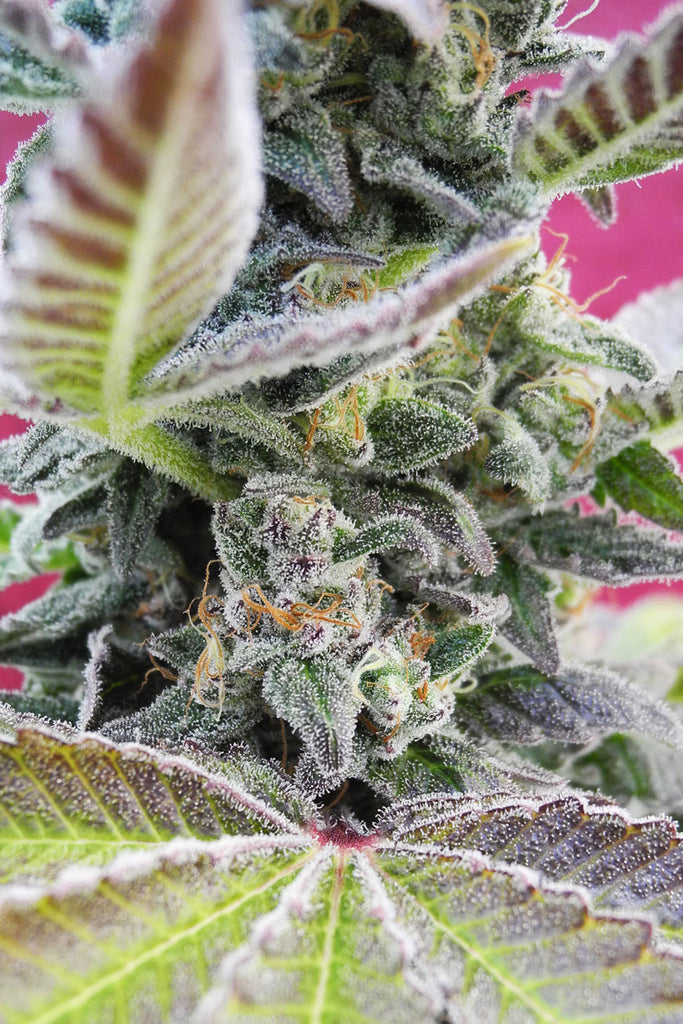 Samangan Charas (Limited Edition)