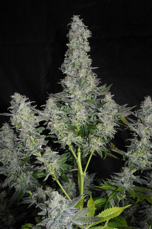 Samangan Charas (Limited Edition)