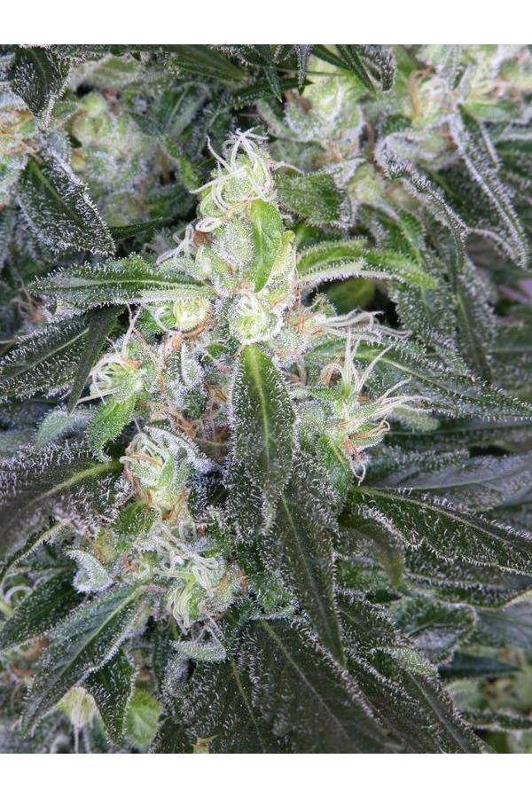 strawberry satori seeds Satori – Mandala Seeds Shop