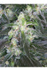 Satori - Mandala Seeds Shop Mandala Seeds