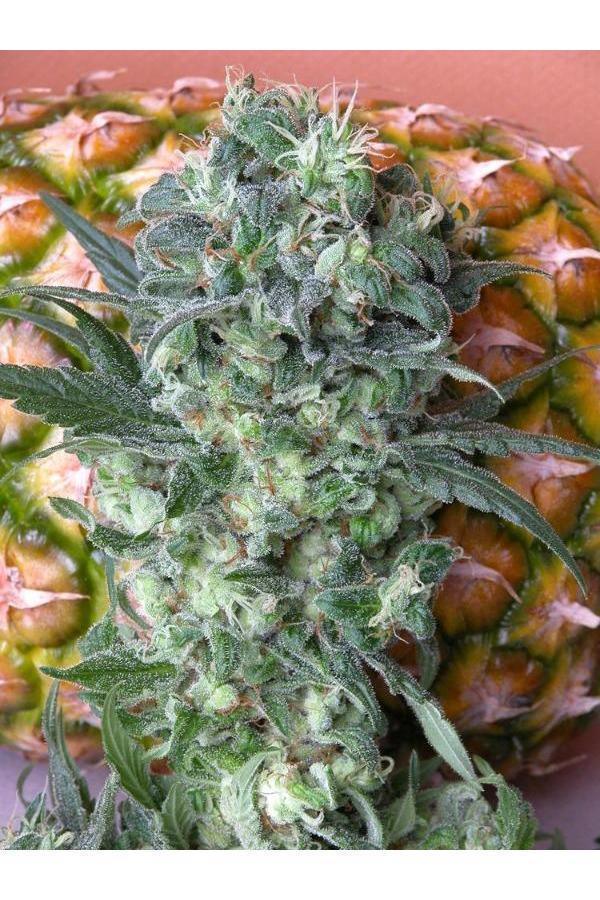 strawberry satori seeds Satori – Mandala Seeds Shop