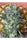 Satori - Mandala Seeds Shop Mandala Seeds
