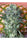 Satori - Mandala Seeds Shop Mandala Seeds