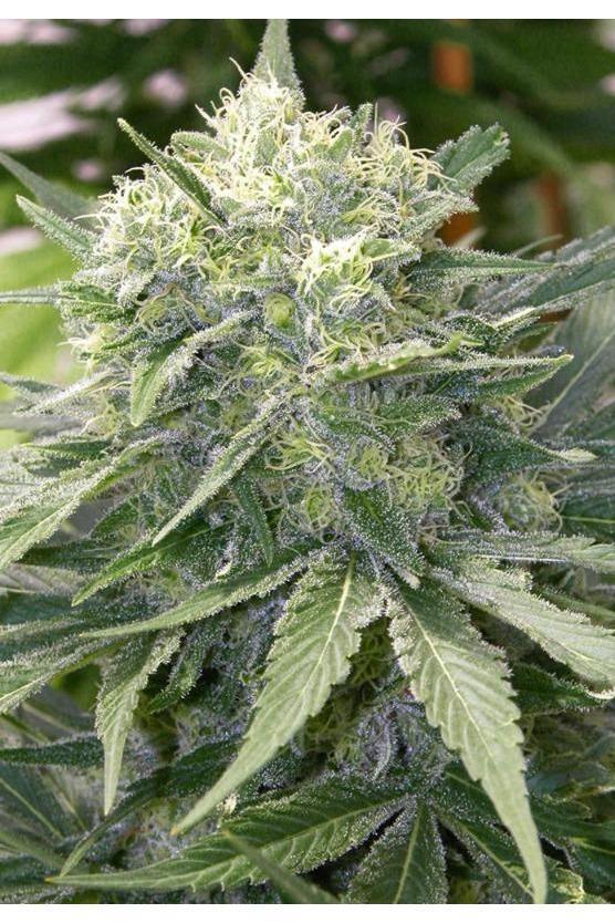 strawberry satori seeds Satori – Mandala Seeds Shop