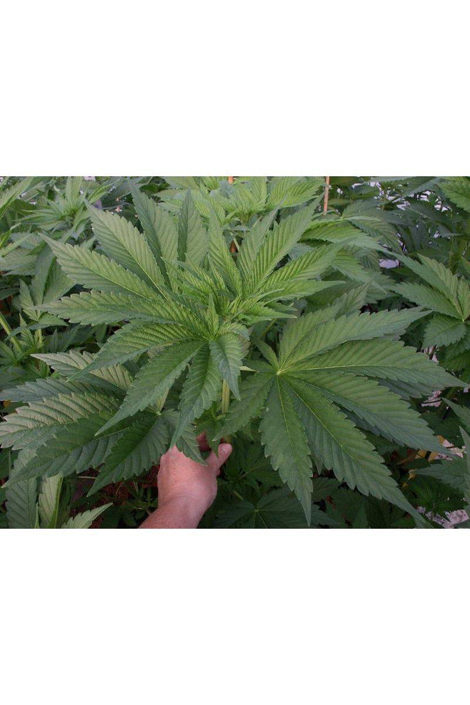 Satori - Mandala Seeds Shop Mandala Seeds