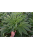 Satori - Mandala Seeds Shop Mandala Seeds