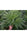 Satori - Mandala Seeds Shop Mandala Seeds