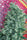Satori - Mandala Seeds Shop Mandala Seeds
