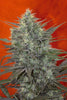 Satori (feminized edition) - Mandala Seeds Shop Mandala Seeds