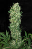 Satori (feminized edition) - Mandala Seeds Shop Mandala Seeds