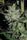 Satori (feminized edition) - Mandala Seeds Shop Mandala Seeds